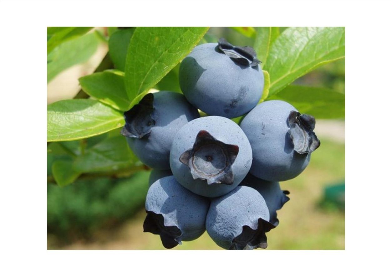 Синие ягоды
