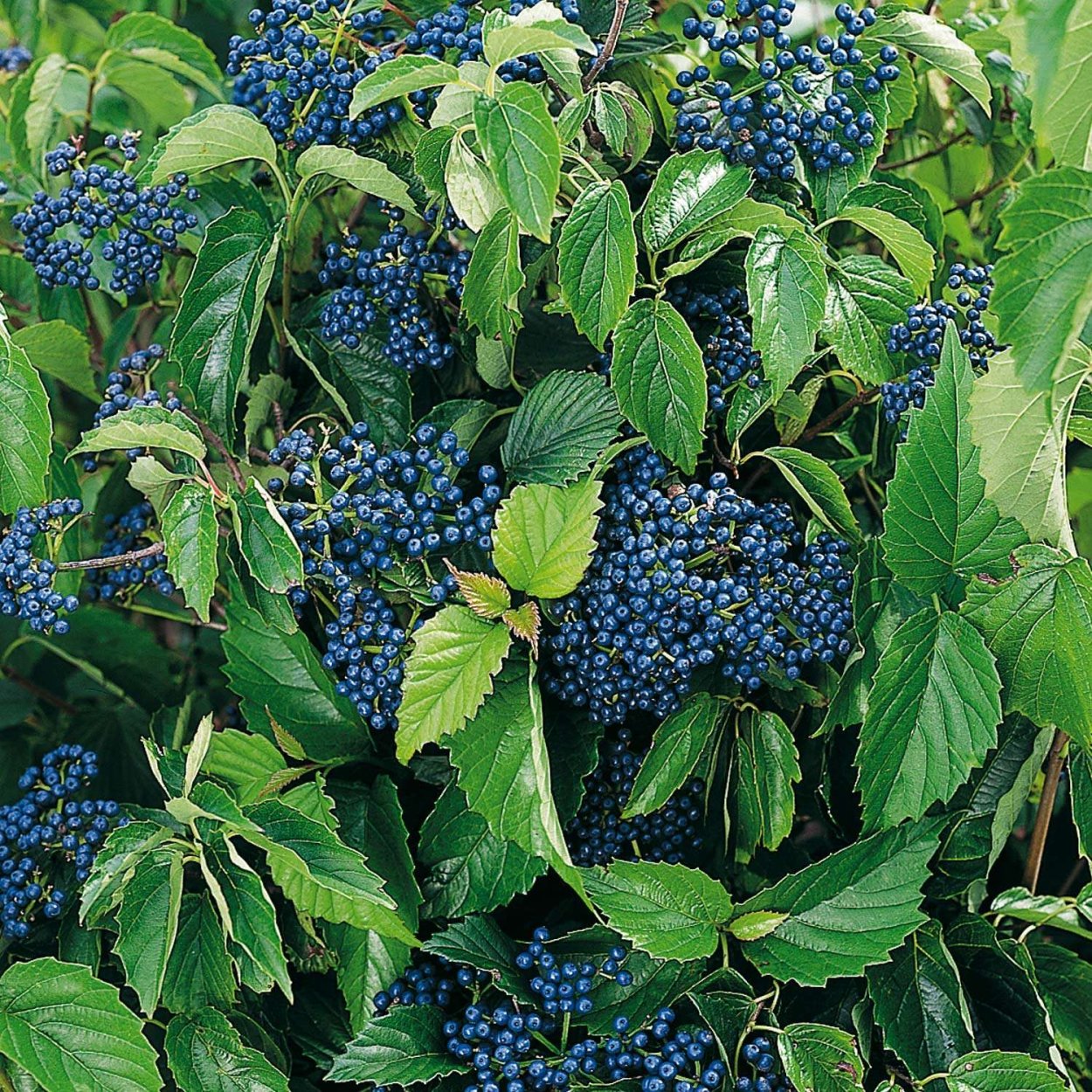 Растение с синими ягодами