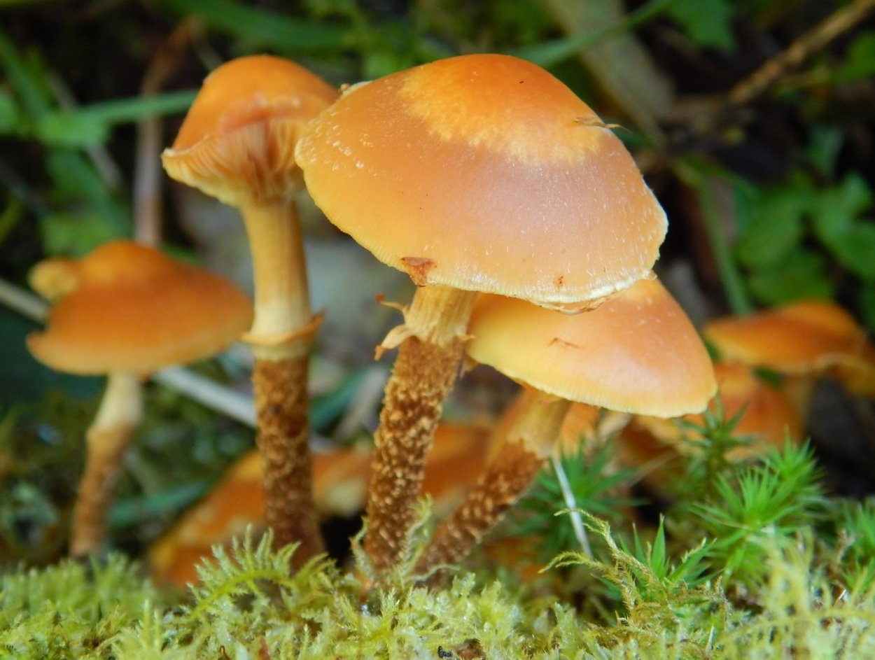 Паутинник Триумфальный гриб