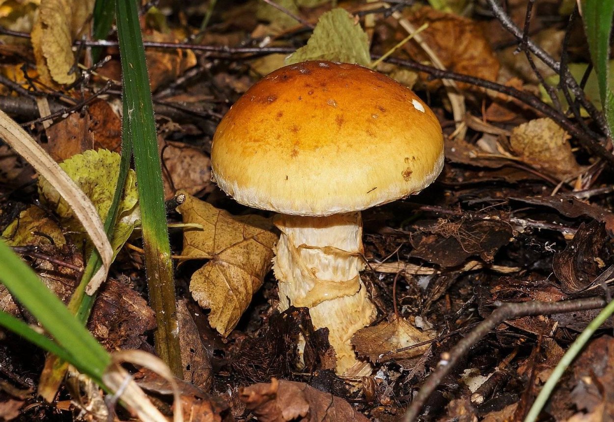 Паутинник слизистый Cortinarius mucosus