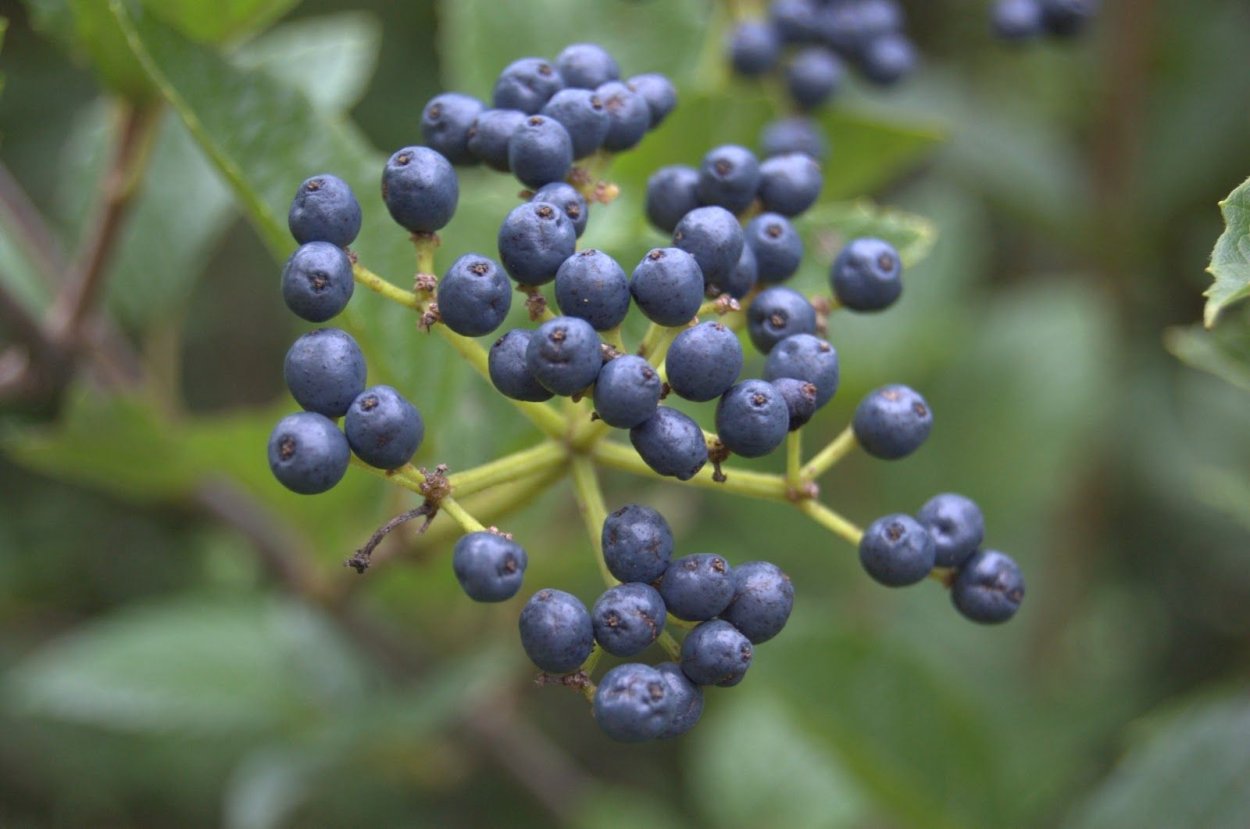 Магония падуболистная осенью