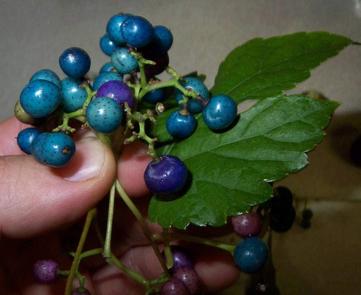 Ягода голубика в Крыму