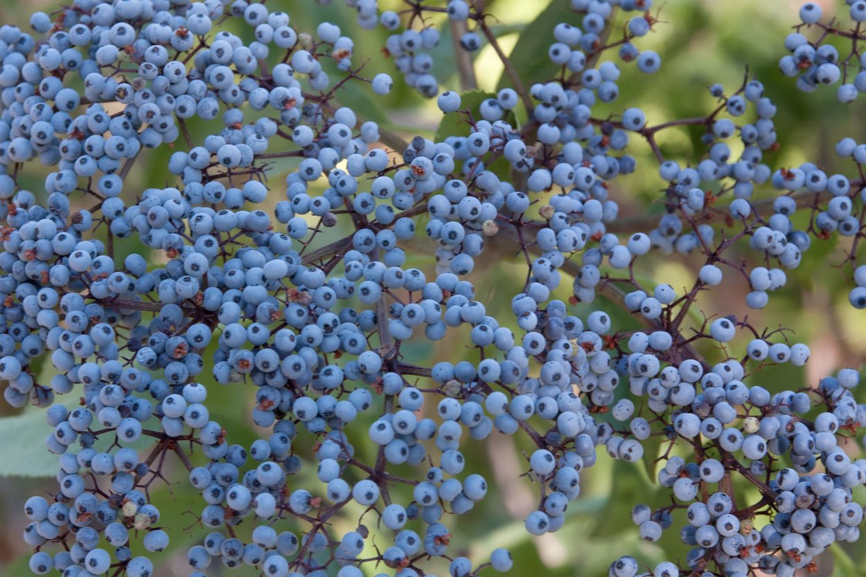 Sambucus caerulea