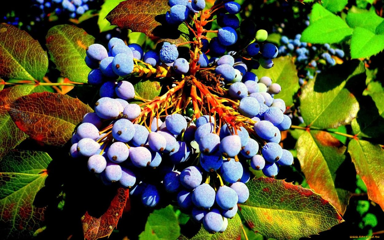 Жимолость ягода