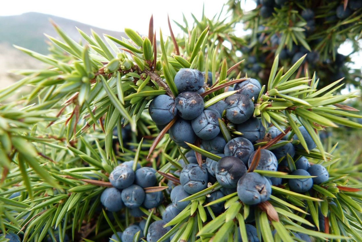 Вибурнум ягоды