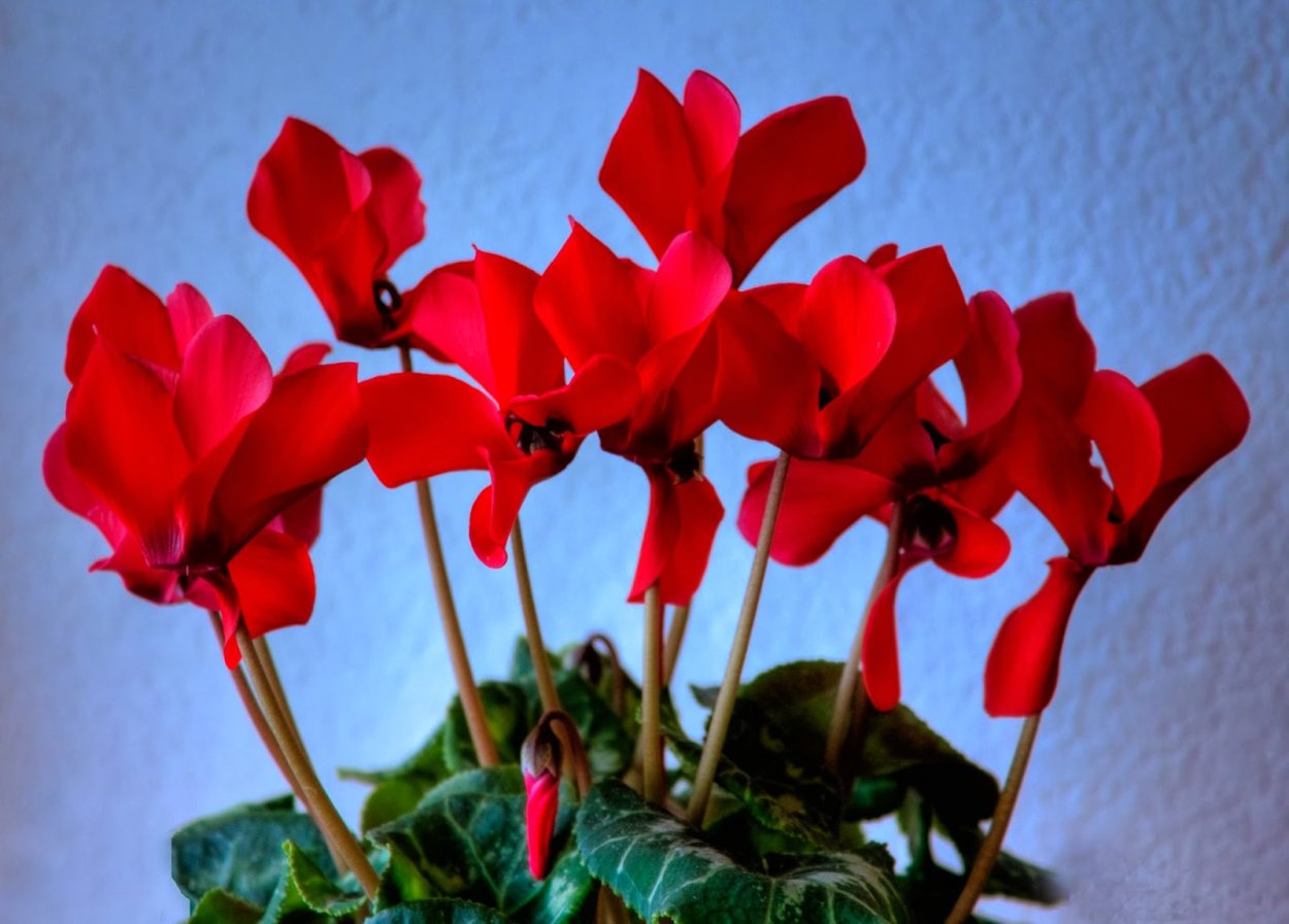 Цикламен персидский красный Партизан