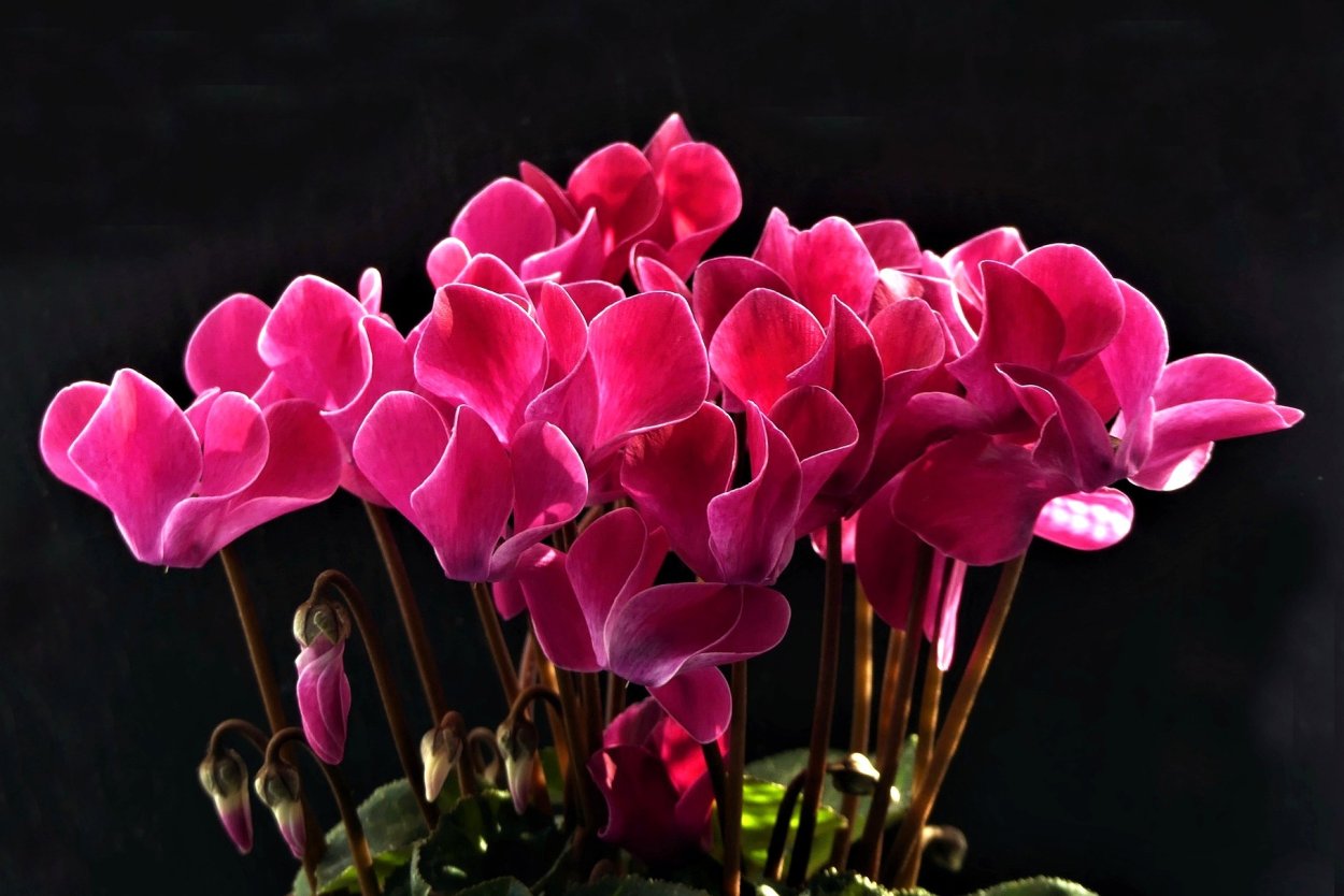 Цикламен Silverado Magenta