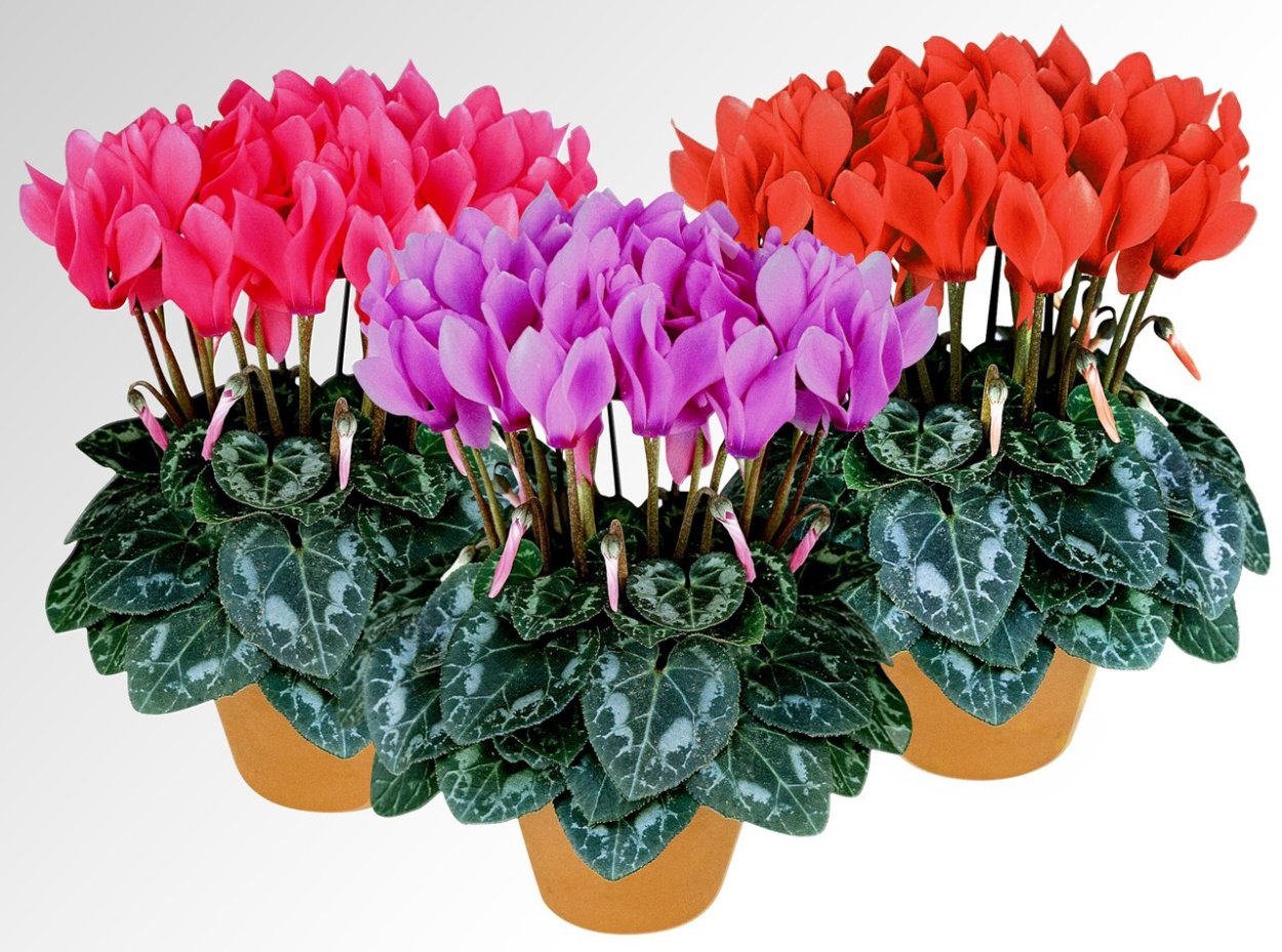 Цикламен d15 h25