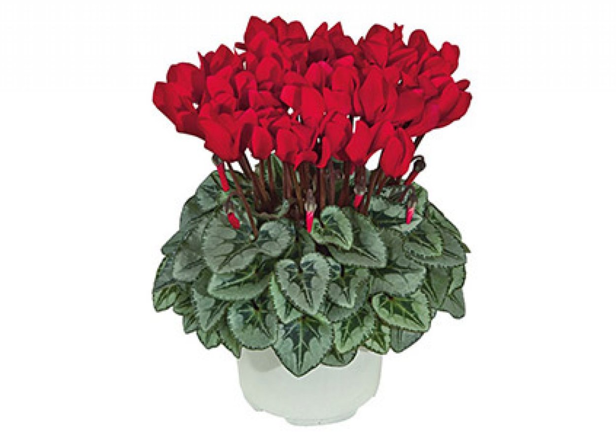 Цикламен curly ecarlate