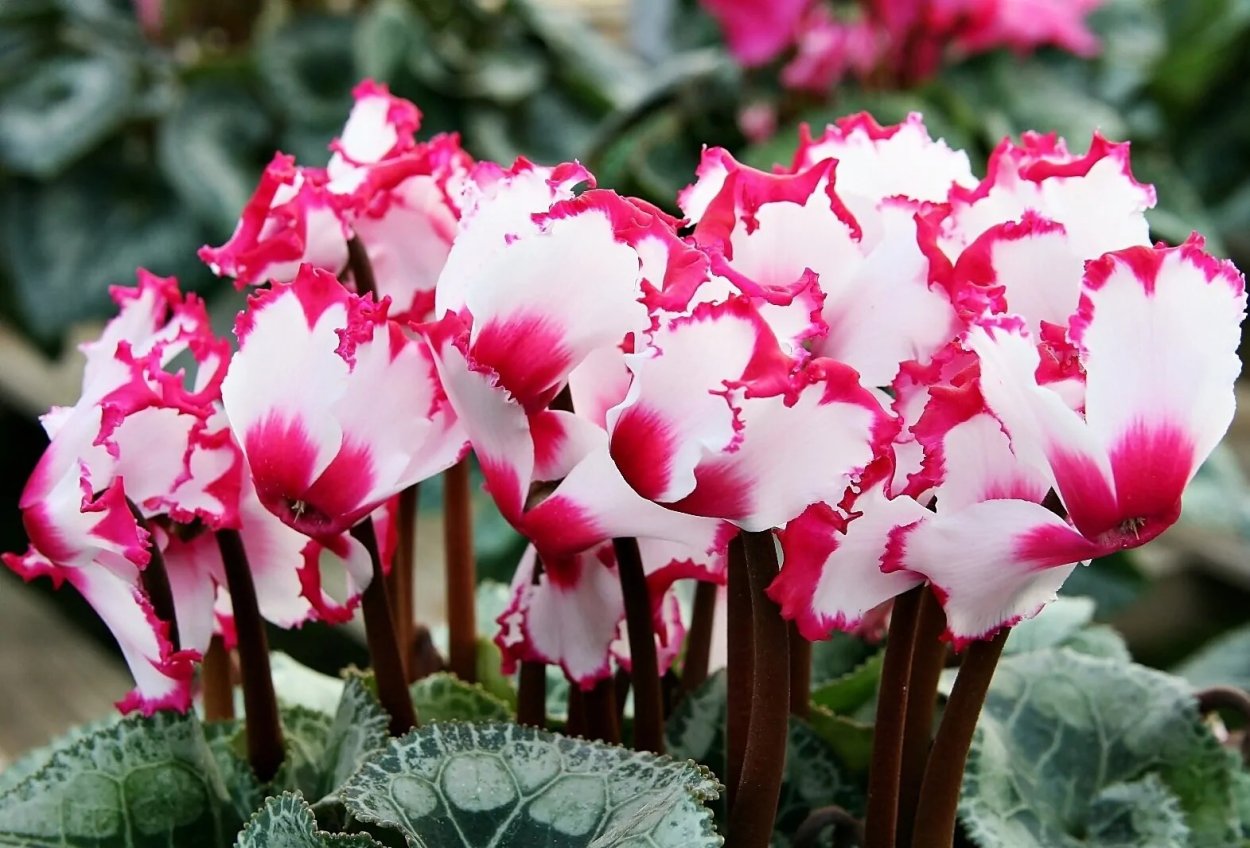 Цикламен персидский