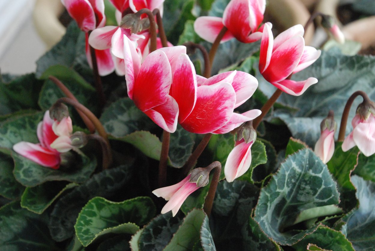 Цикламен персидский Аполлон