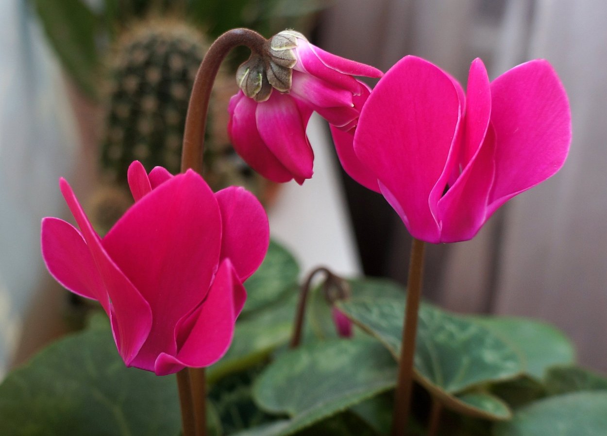 Цикламен Альпийская фиалка