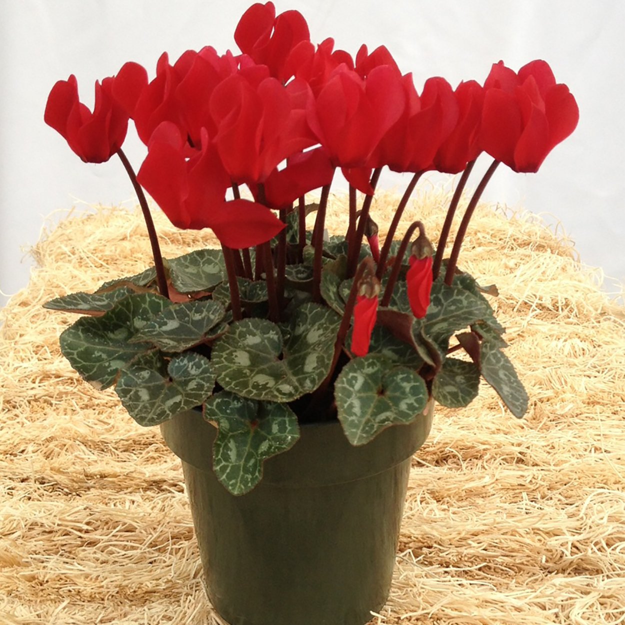 Цикламен (амариллис)