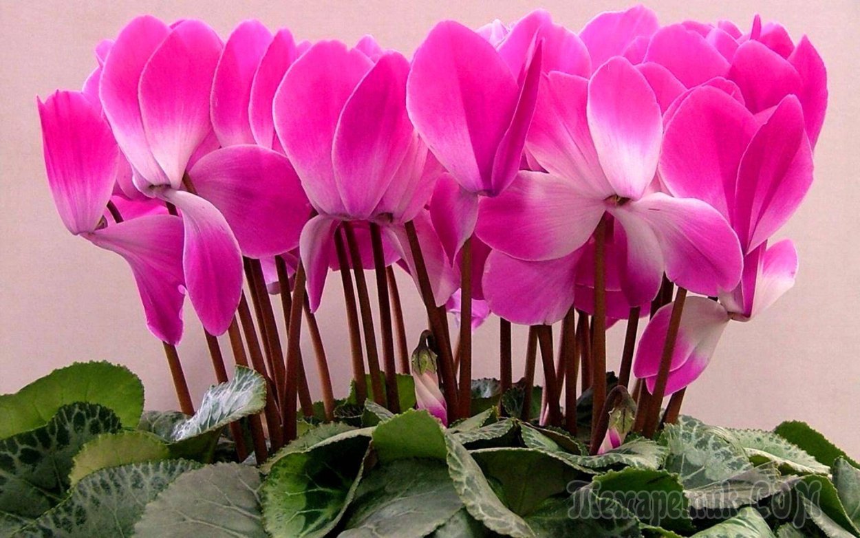 Цикламен персидский