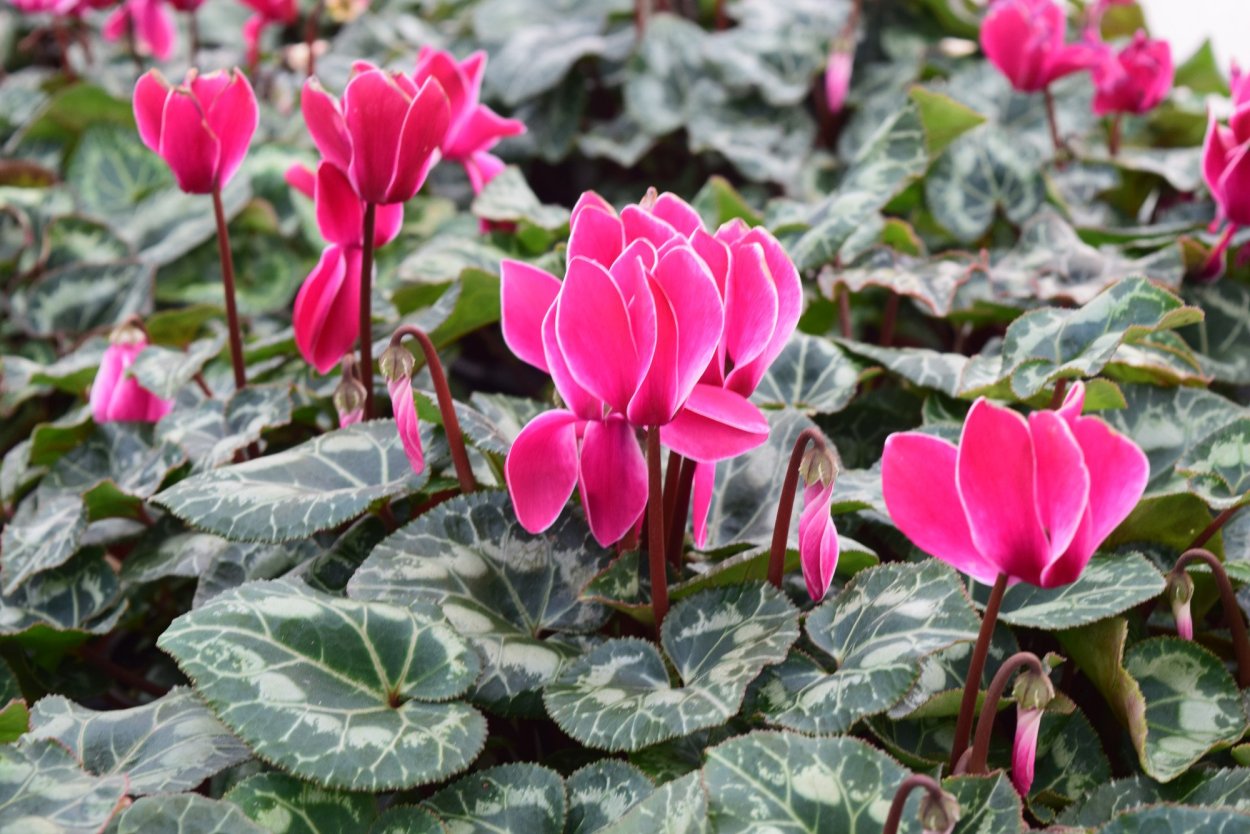 Цикламен турецкий