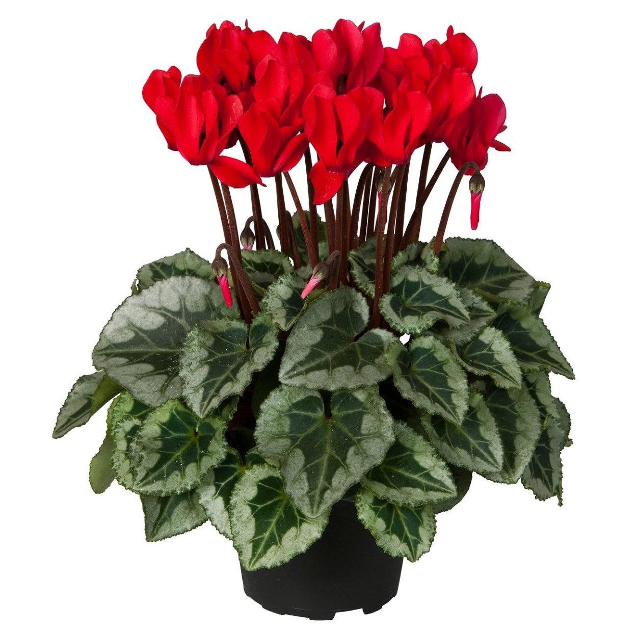 Цикламен d15 h25