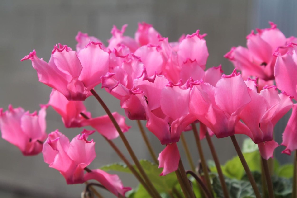 Цикламен персикум