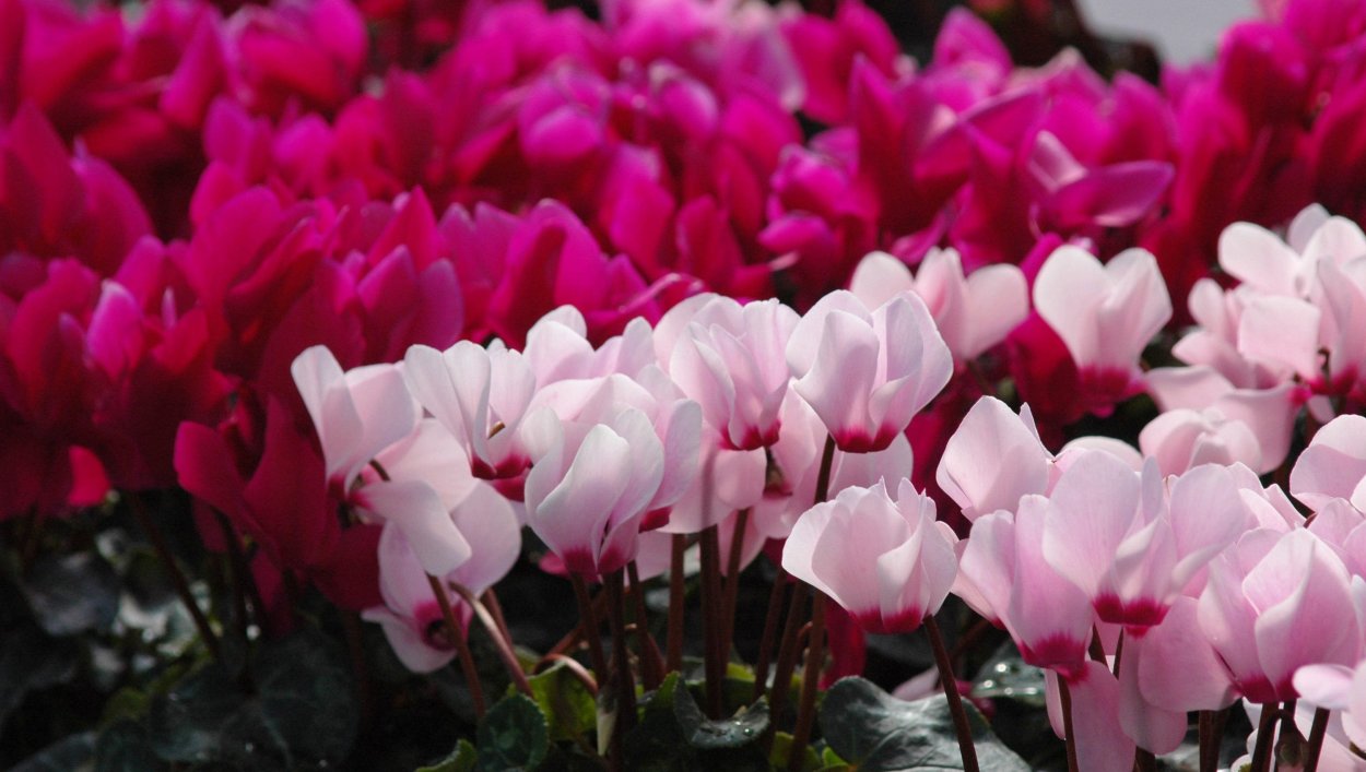 Цикламен поле