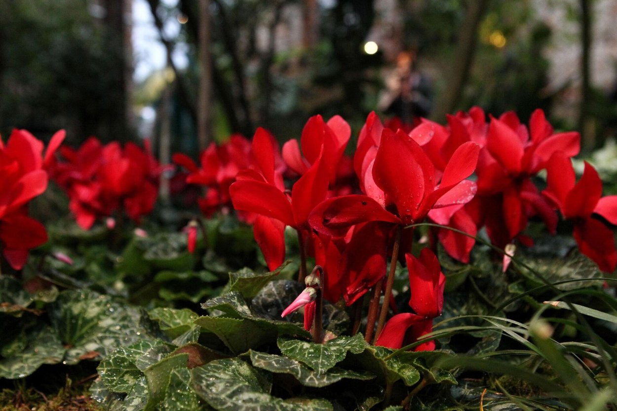 Цветок 20 мая