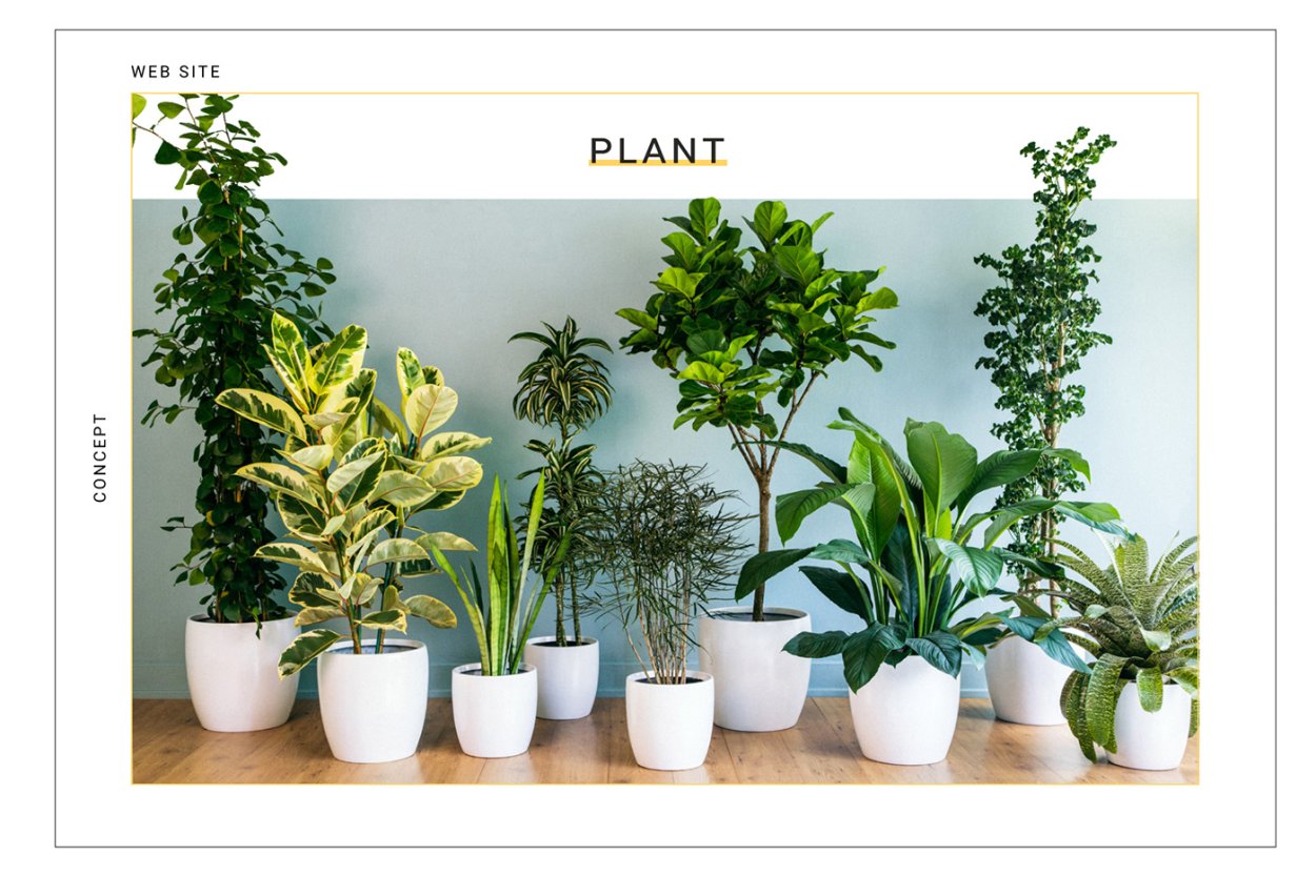 Домашние цветы выделяющие кислород