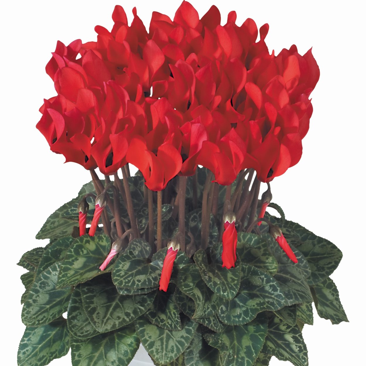 Цикламен Пикассо