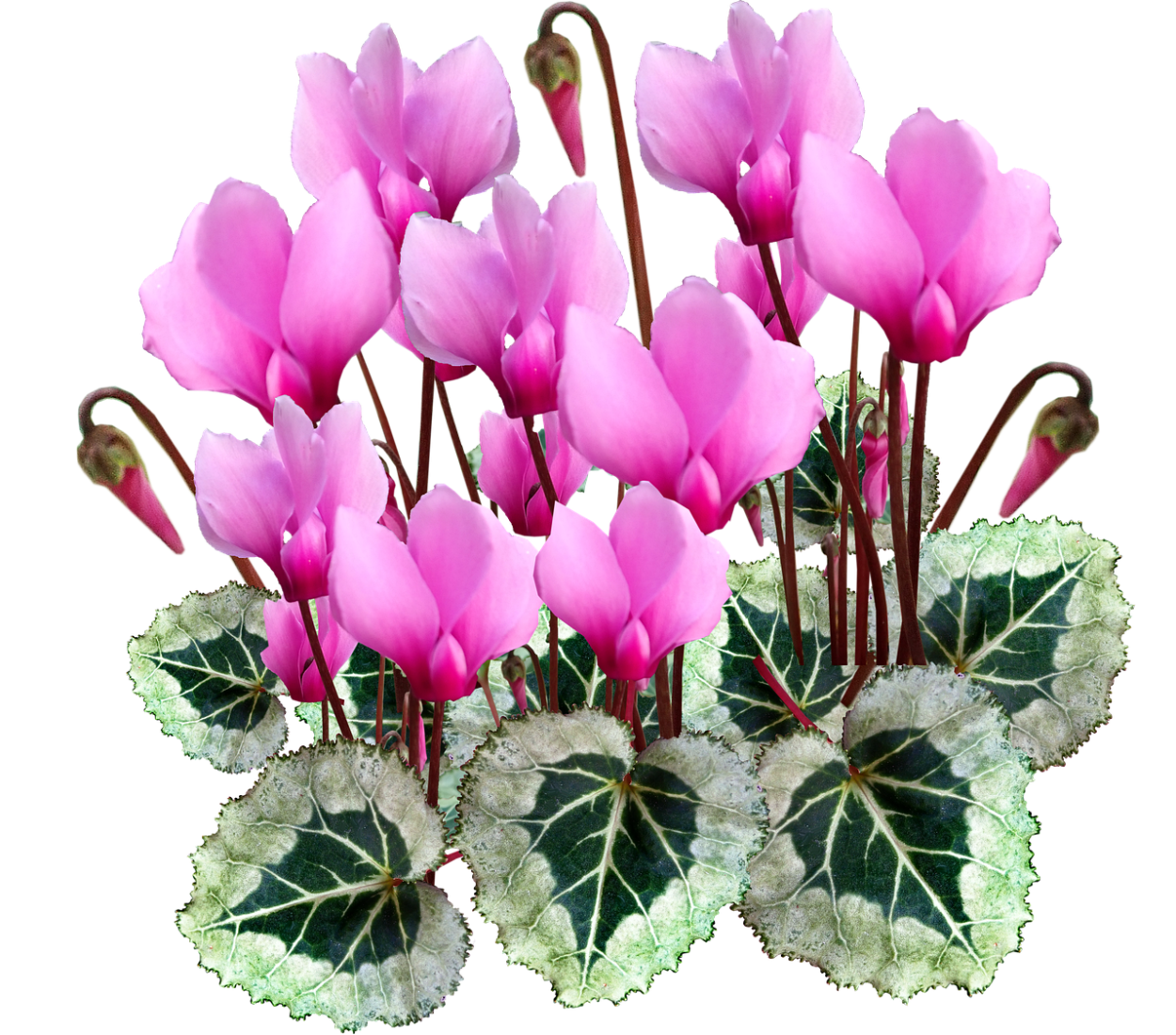 Цикламен Бригитта