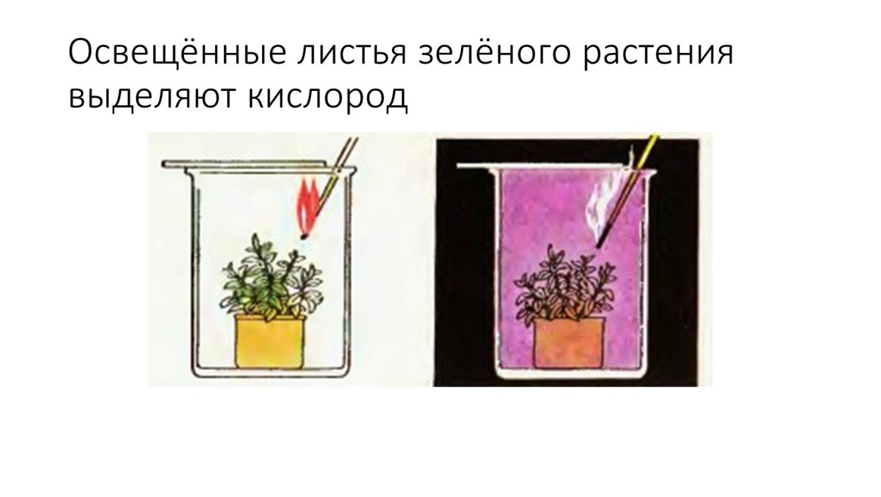 Цветы горшковые комнатные