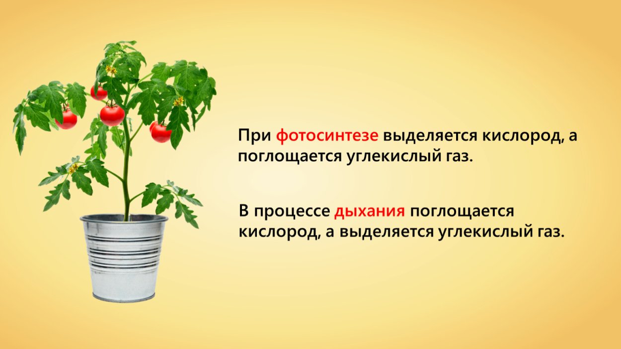 Растения и кислород