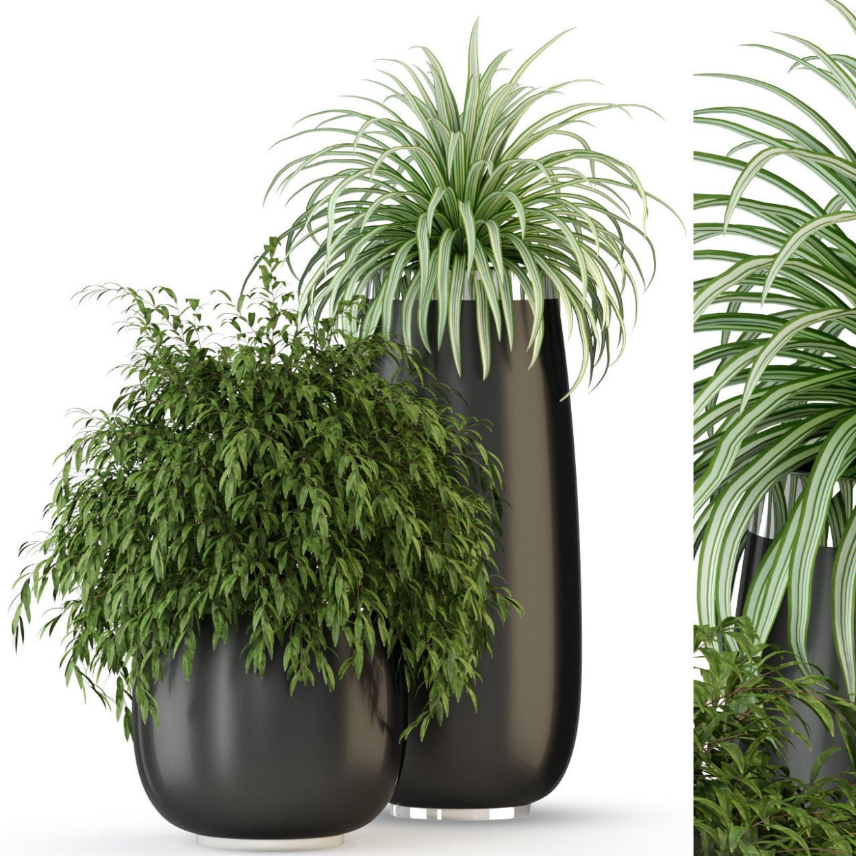 Комнатные растения для кислорода в квартире