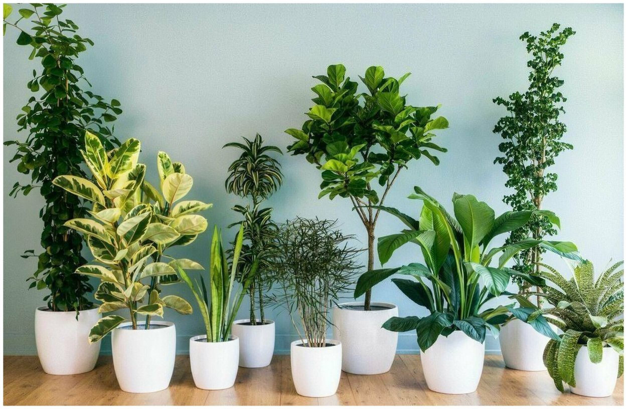 Комнатное растение для кислорода
