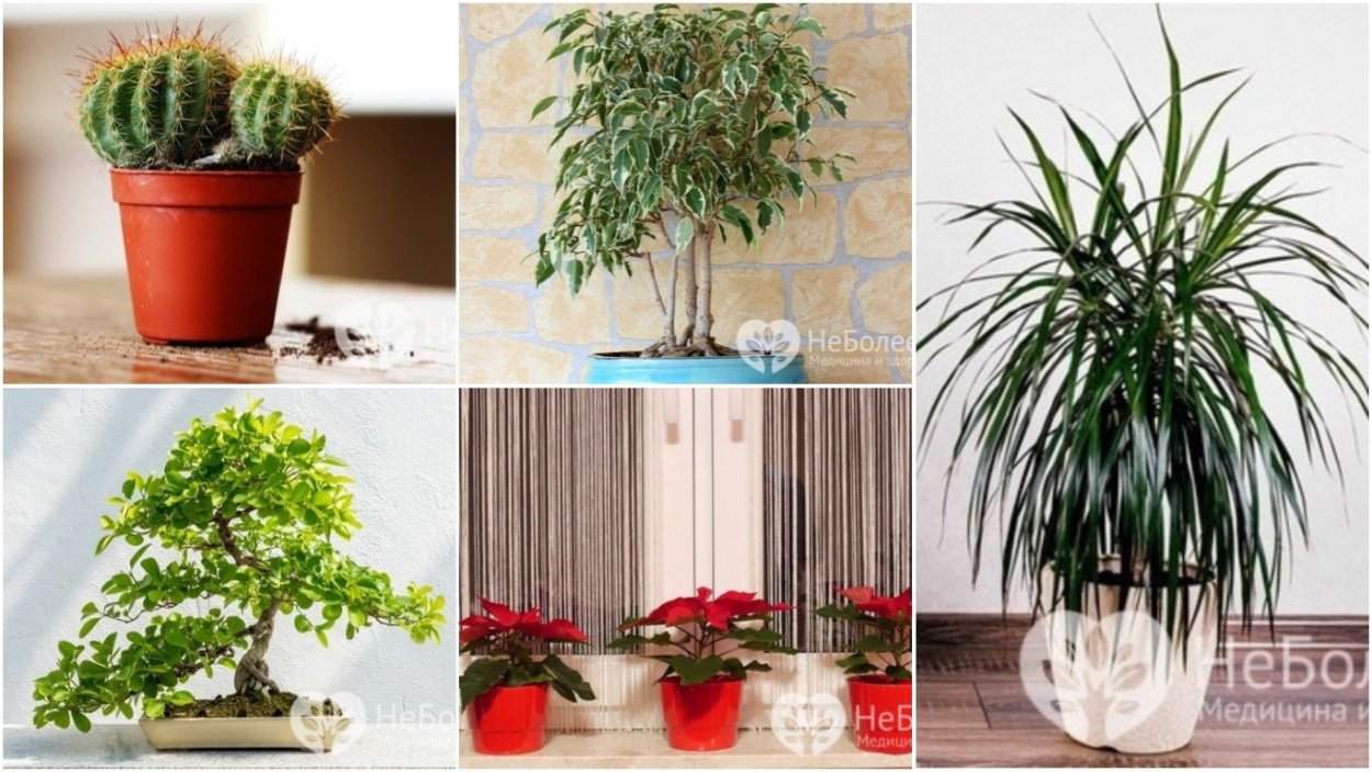 Глоксиния примула