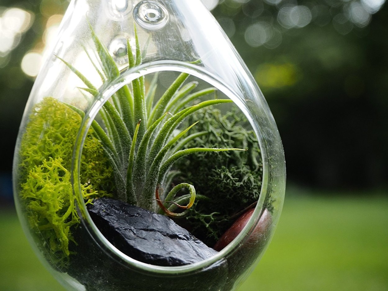 Комнатные растения выделяющие углекислый ГАЗ