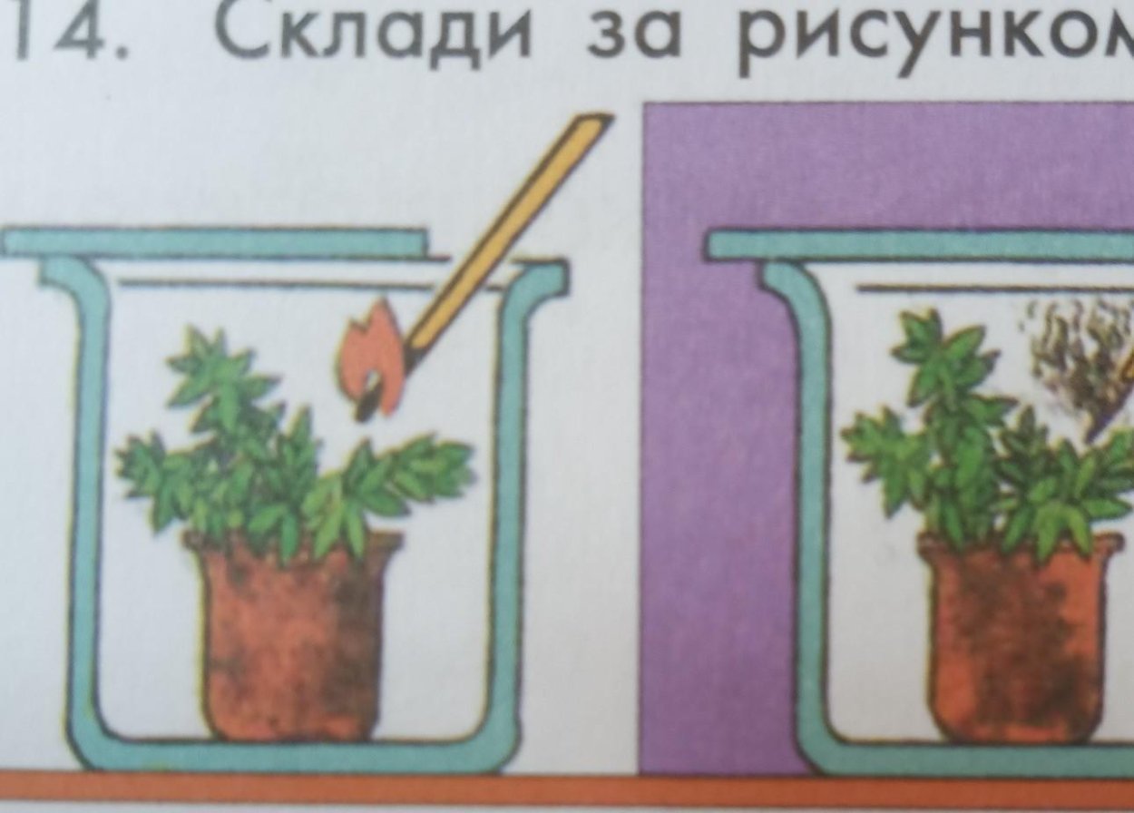 Комнатные растения для дошкольников