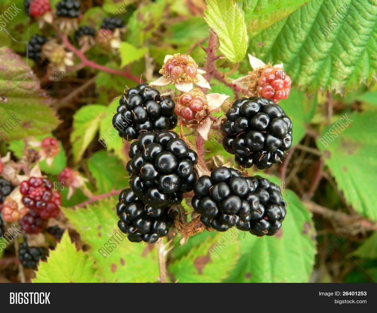 Ежевика куманика