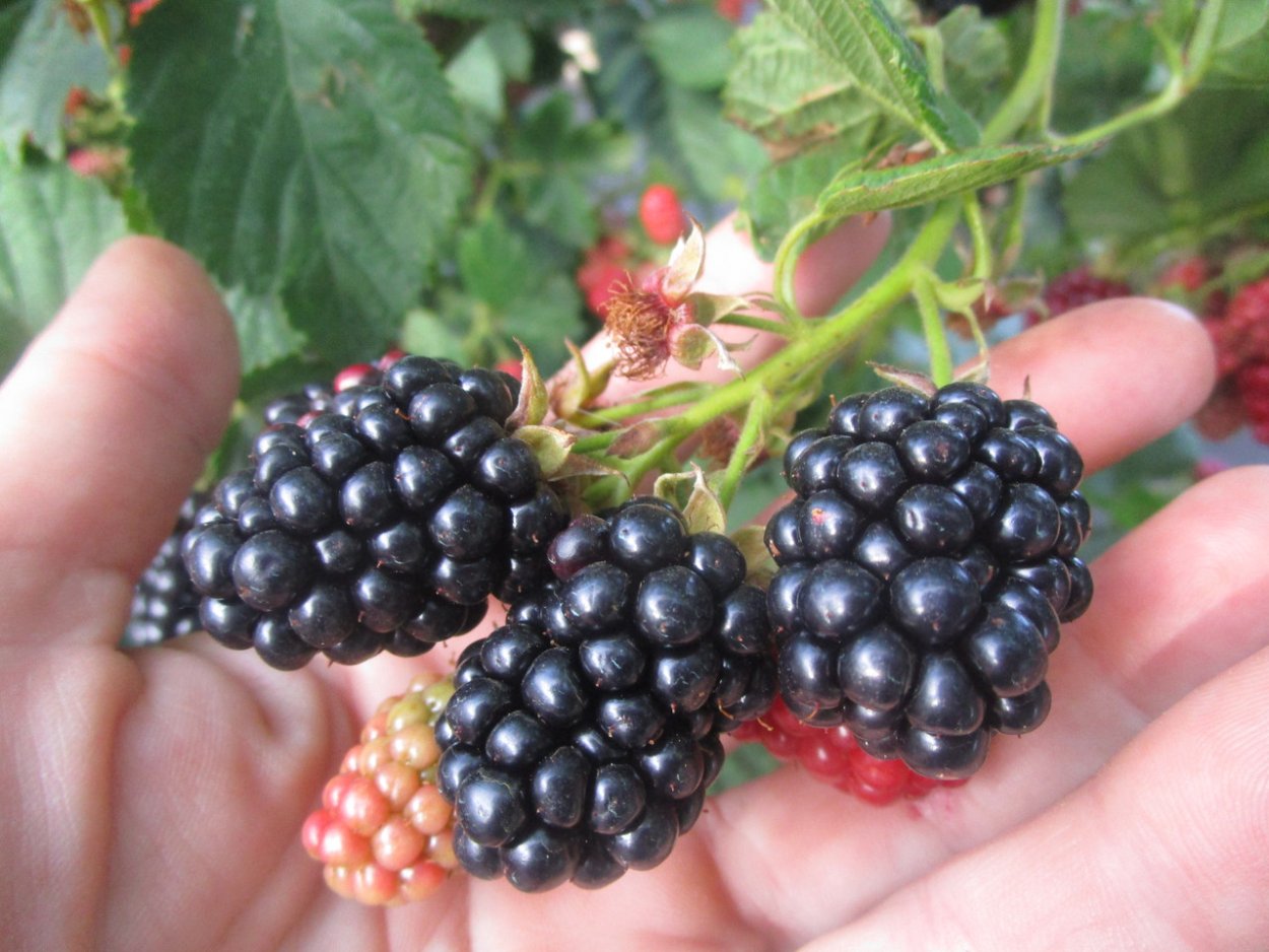 Ежевика Китатини