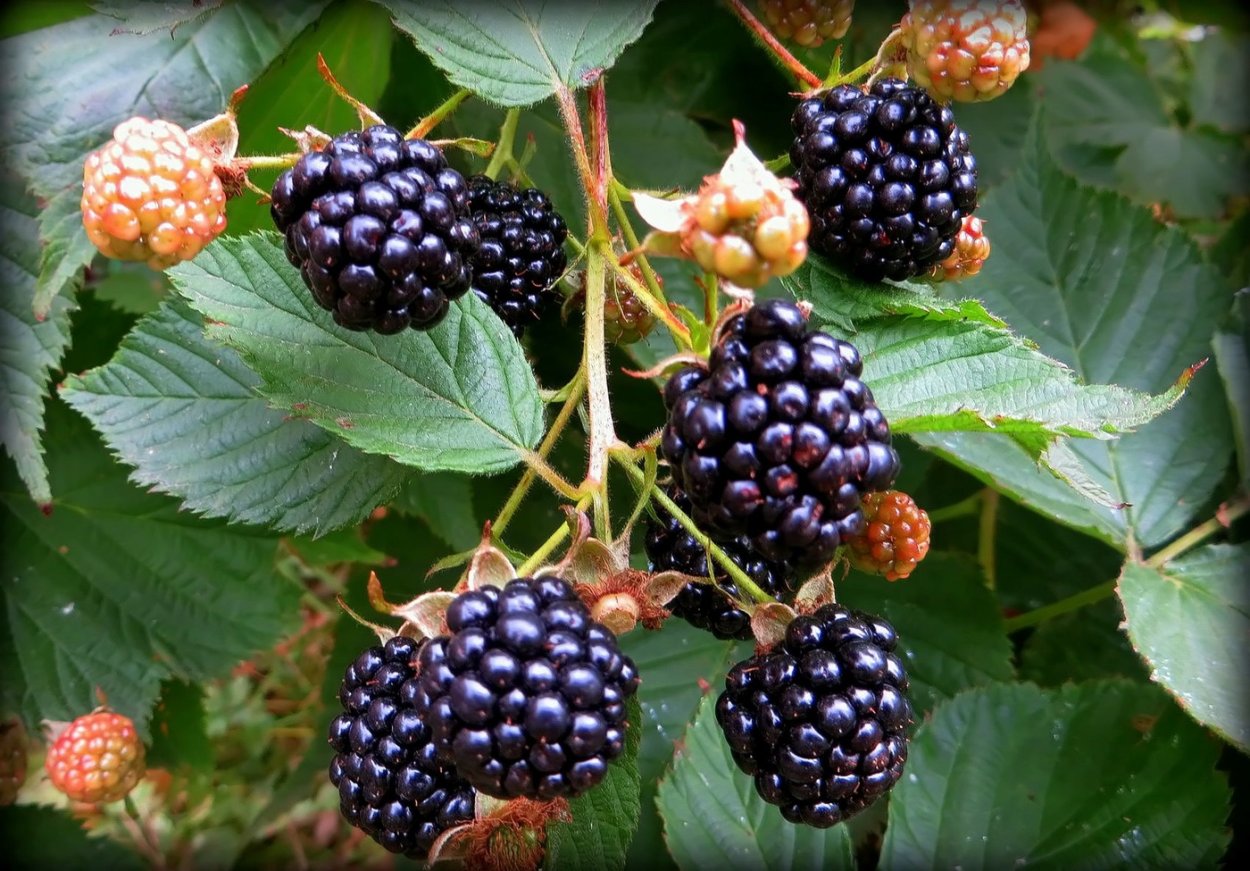 Ежевика вязолистная