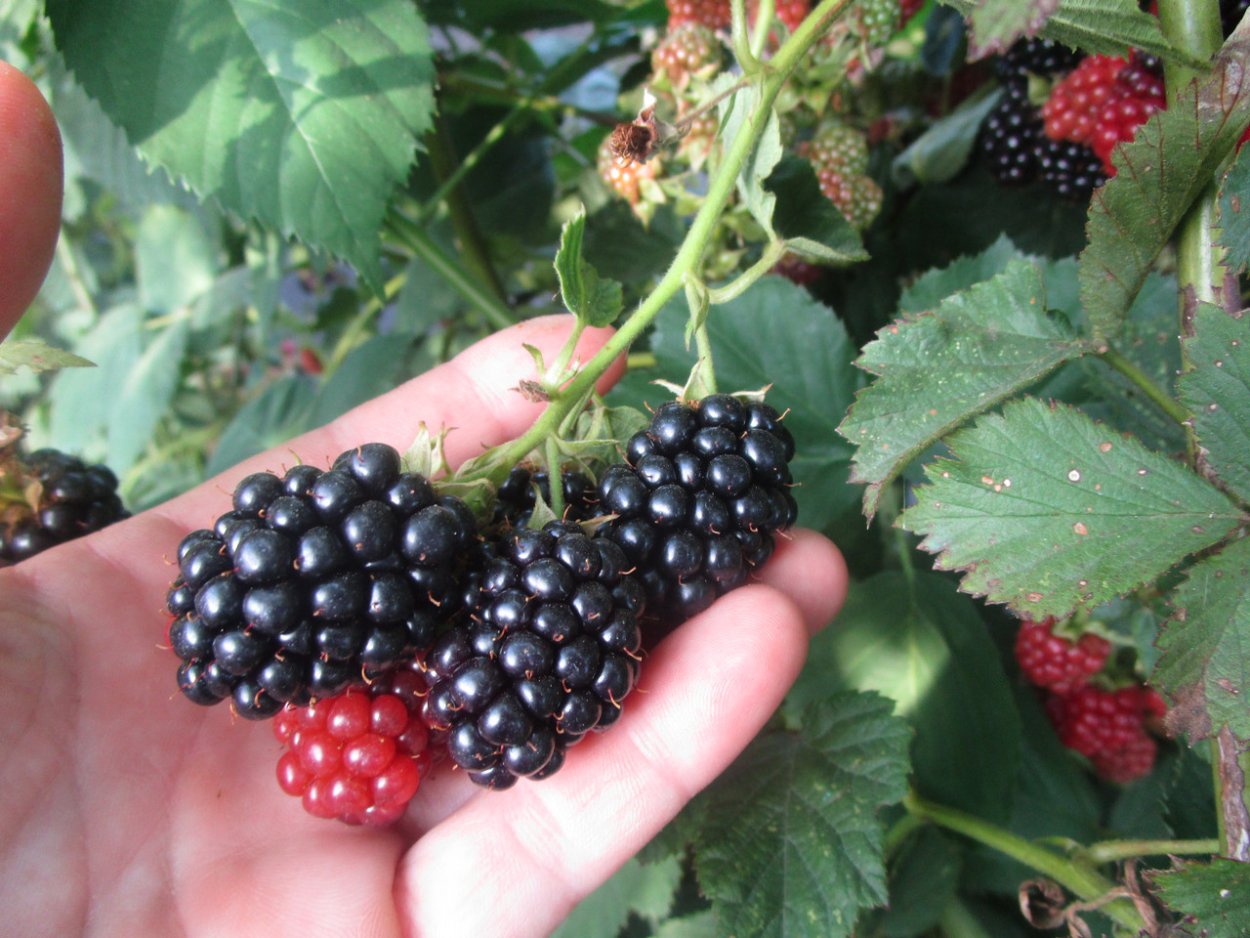 Ежевика бесшипная Thornfree