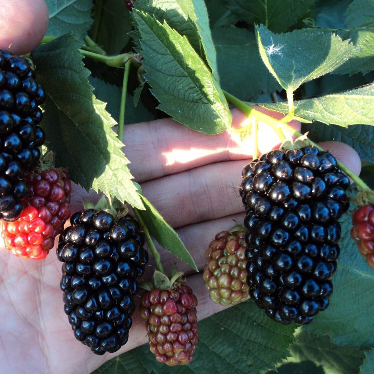 Ежевика бесшипная Блэк сатин