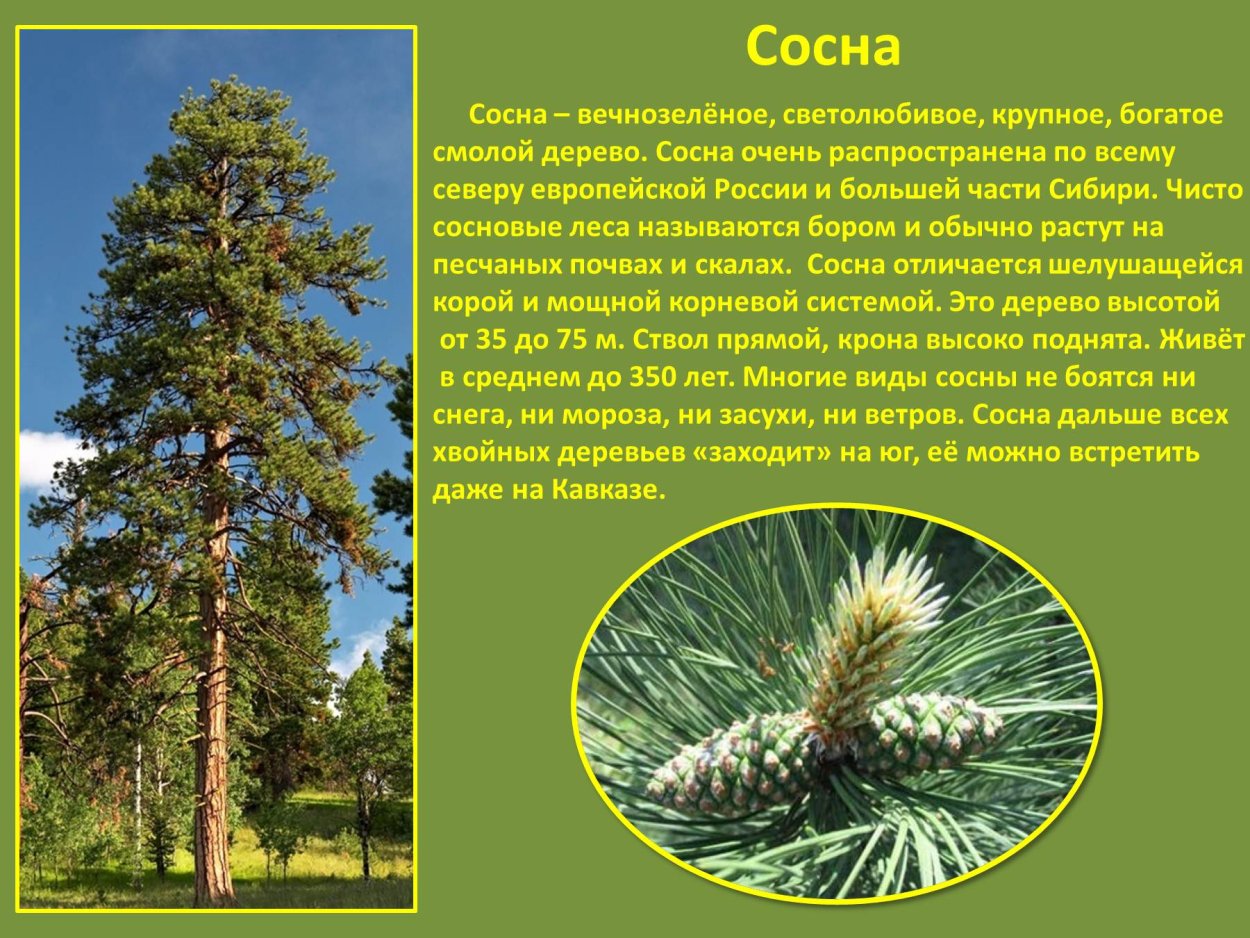 Зона широколиственных лесов