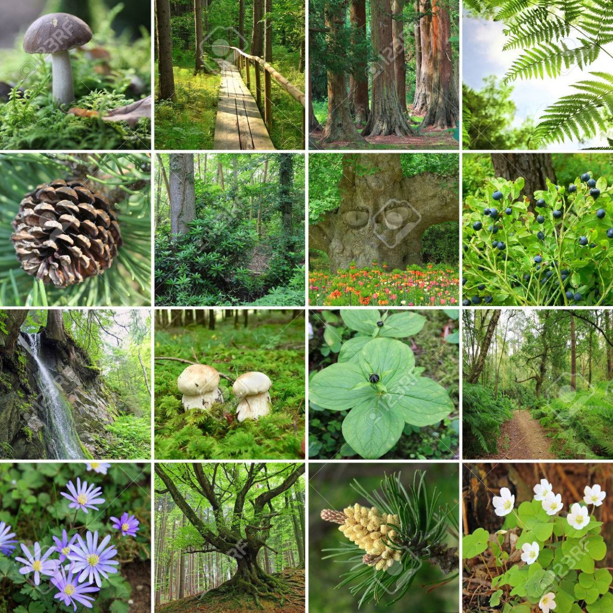 Хвойно-широколиственные леса Северной Америки