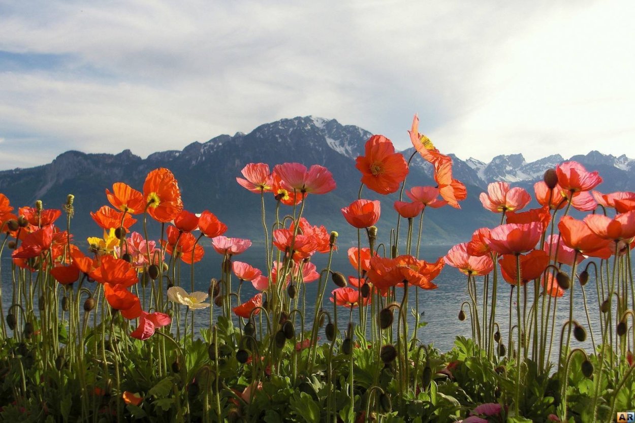 Горный Алтай цветет Мак