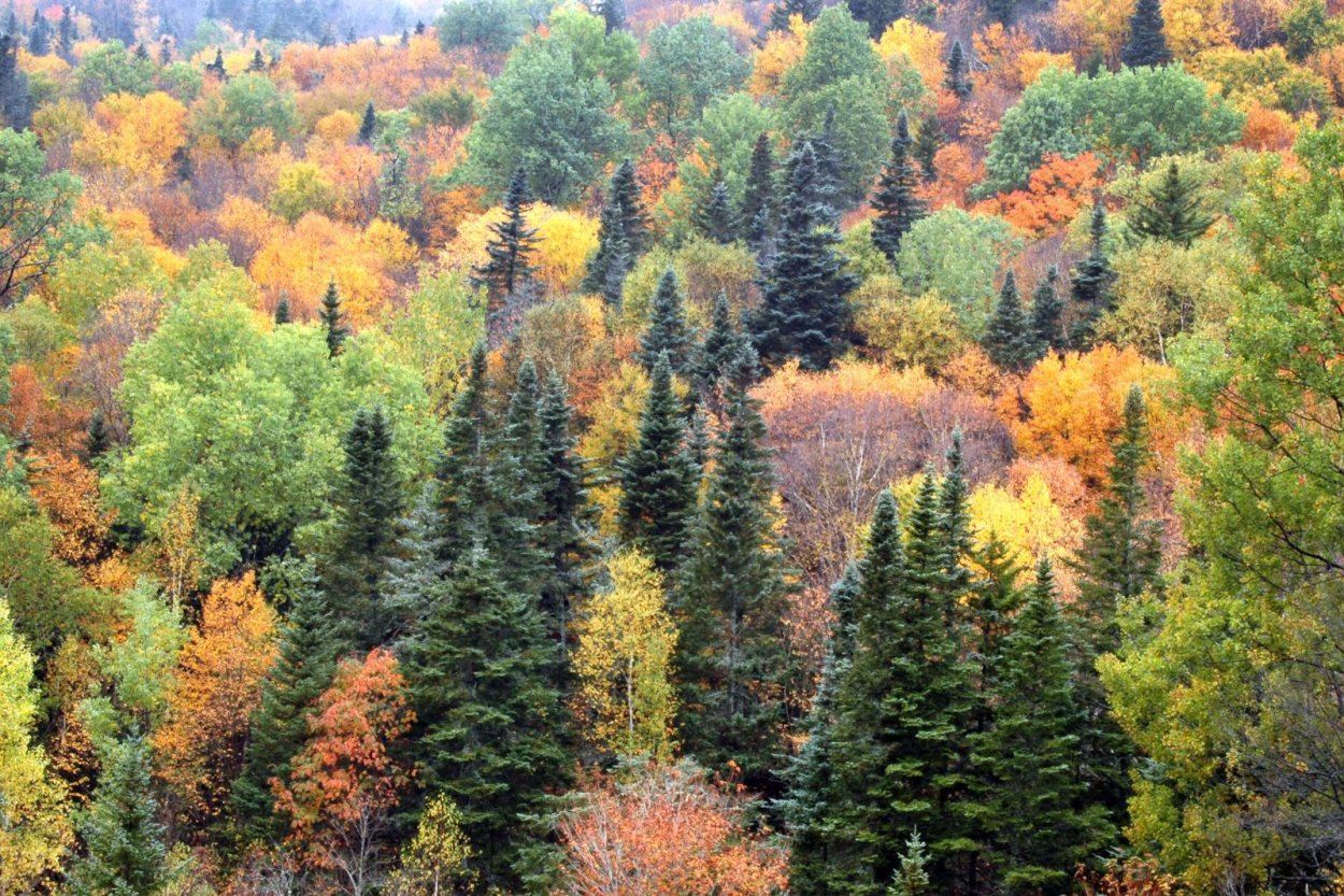 Хвойные смешанные широколиственные леса России