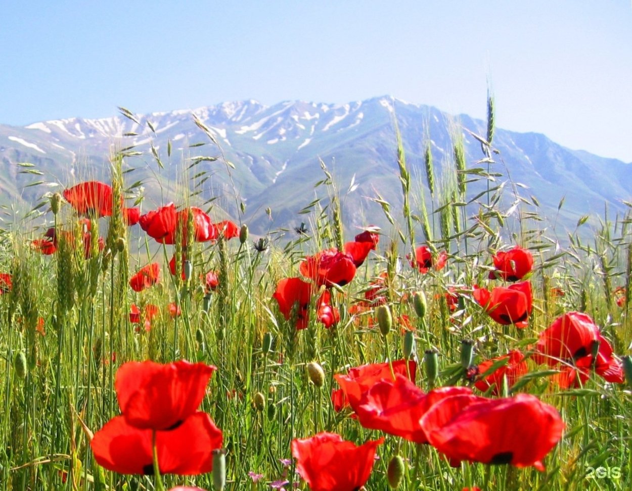 Алые маки Иссык-куля
