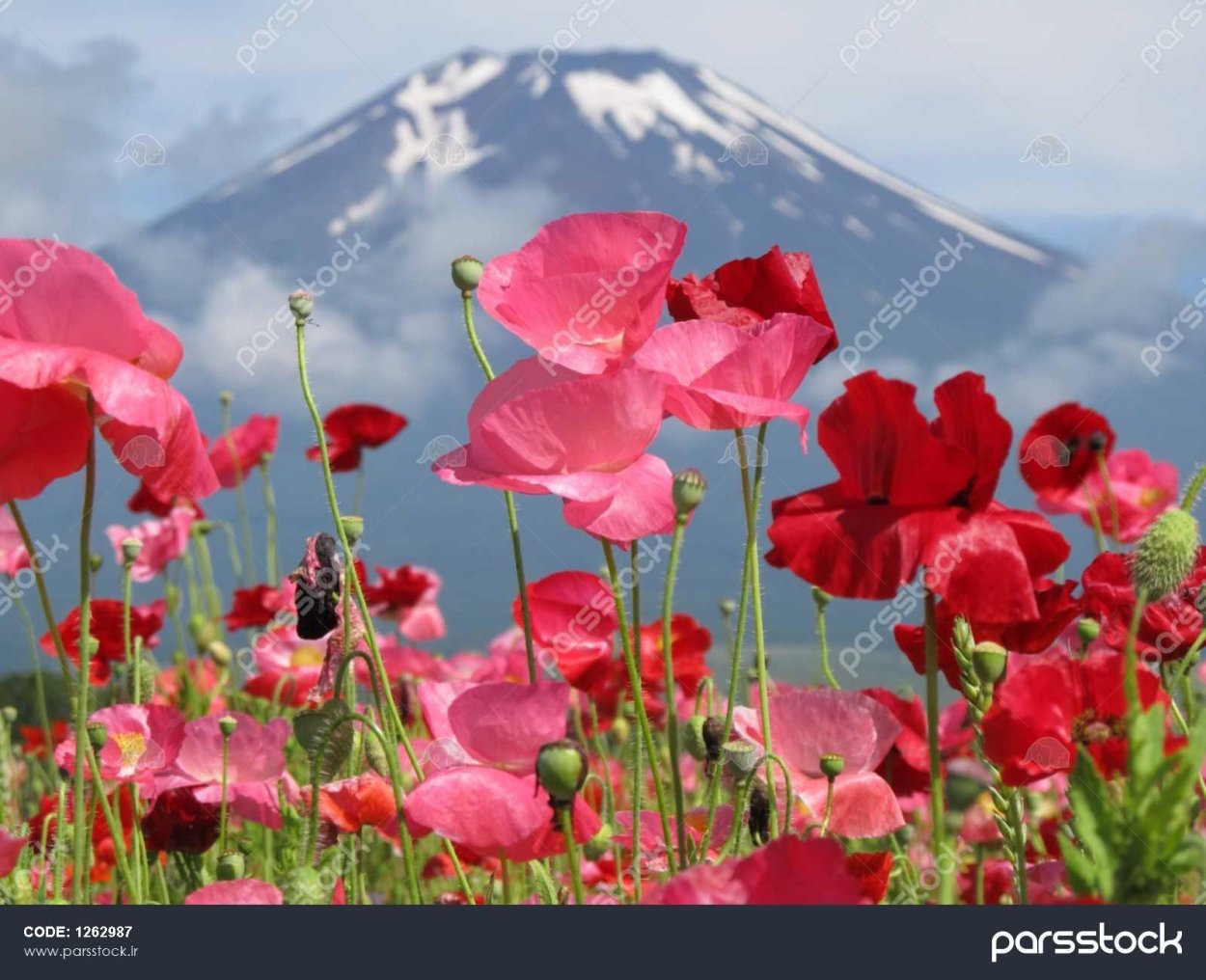 Красный горный цветок