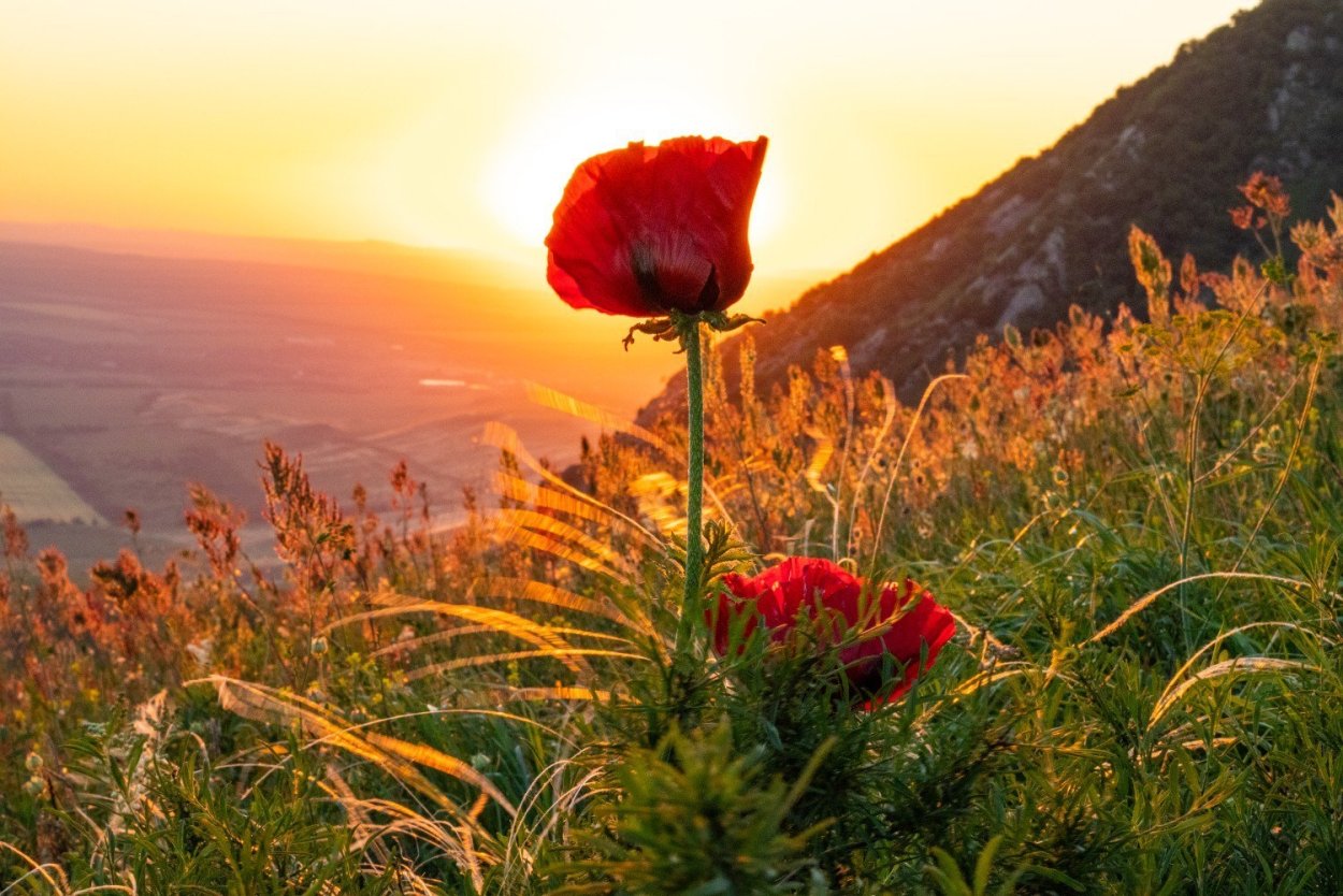 Рассвет горы цветы Бештау