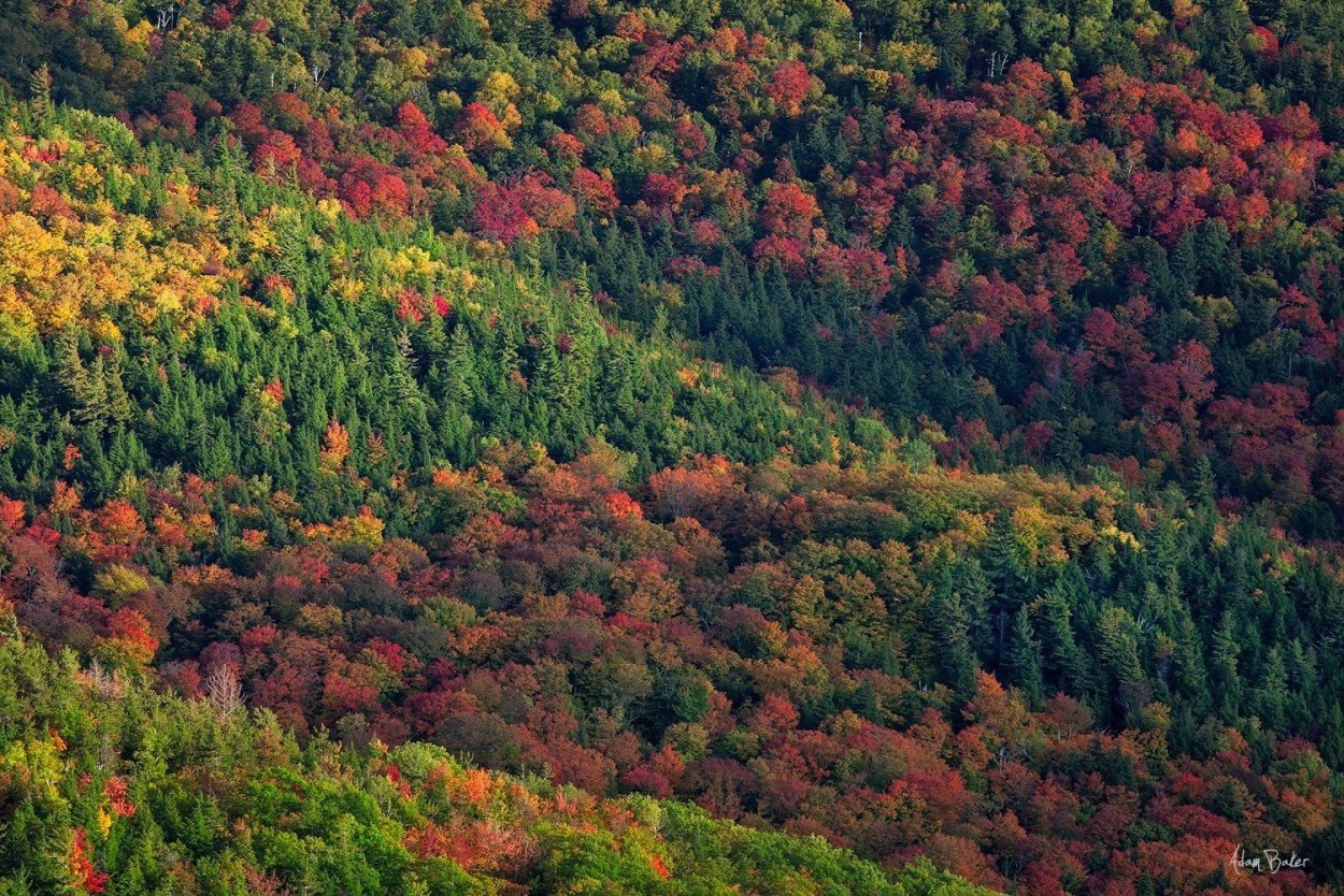 Смешанные (хвойно-широколиственные) леса Китая