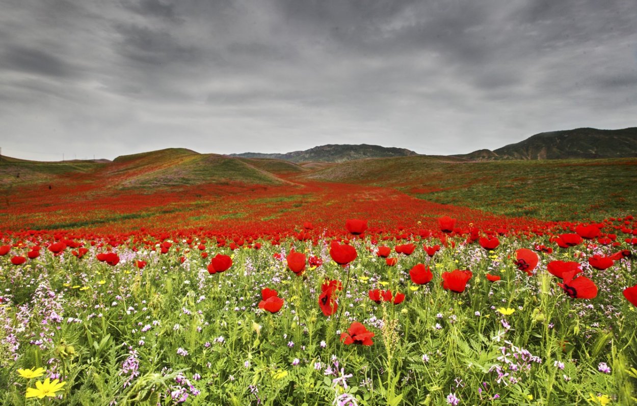 Тянь Шань Киргизия маки