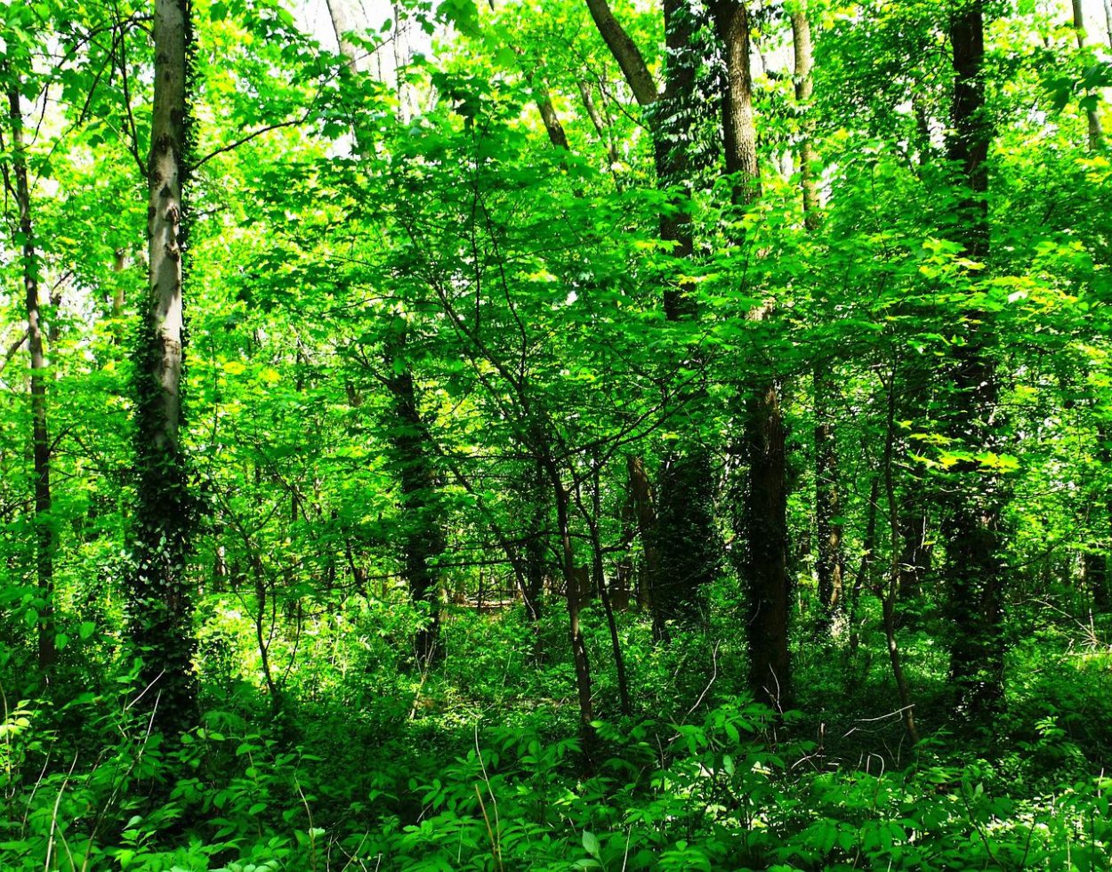 Широколиственные леса широколиственные леса