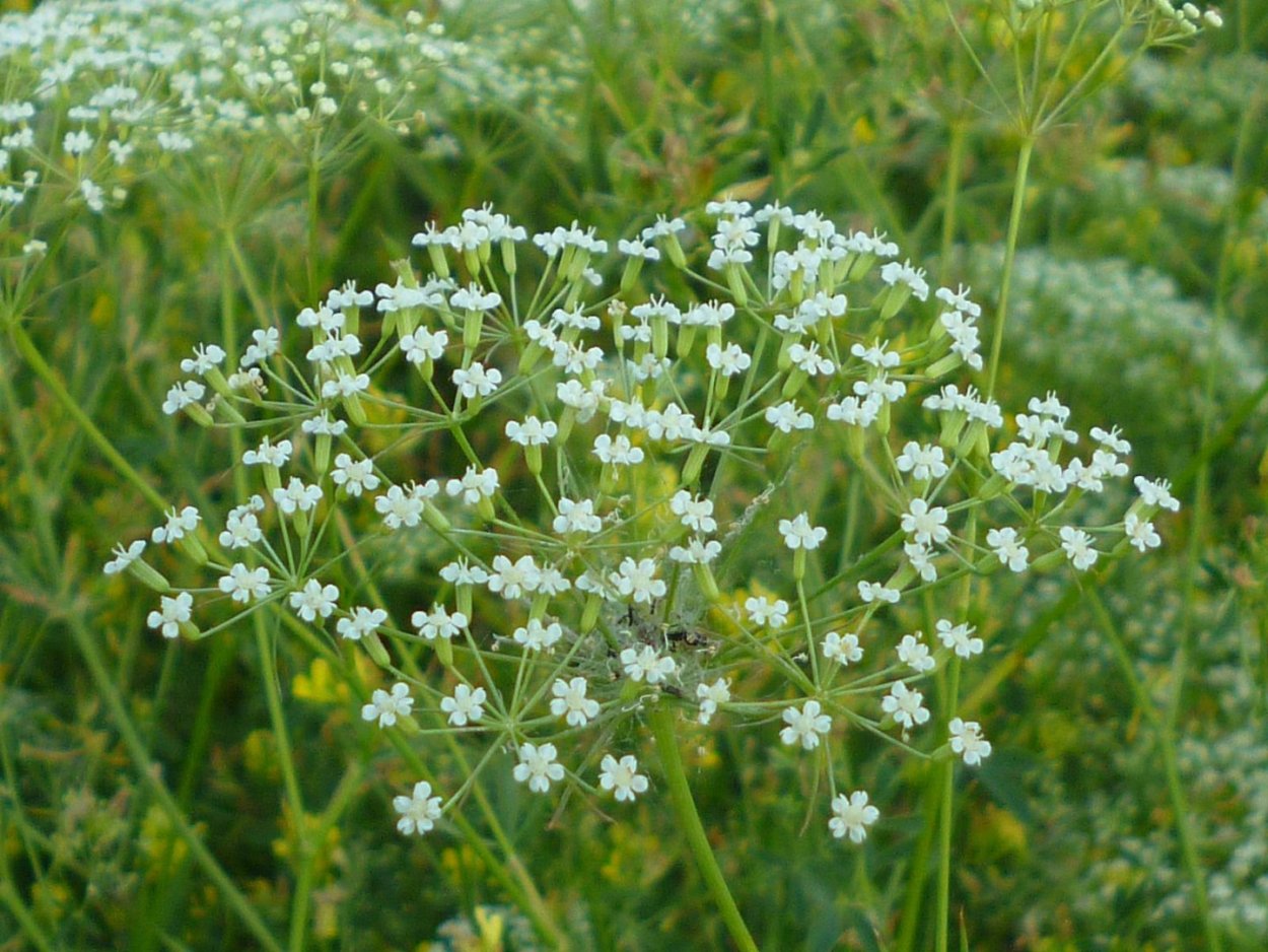 Резак обыкновенный