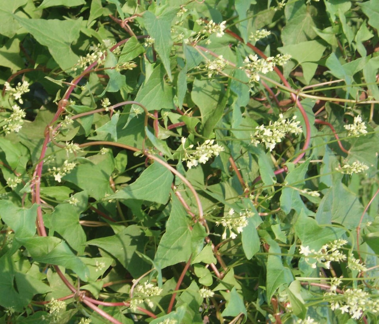 Falcaria vulgaris Bernh